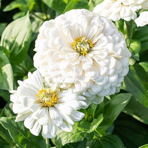 ZINNIA POLAR BEAR FLOWER SEEDS