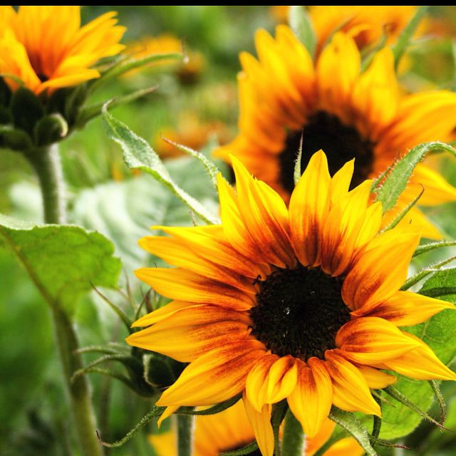 VERBENA FLORIST FLOWER SEEDS