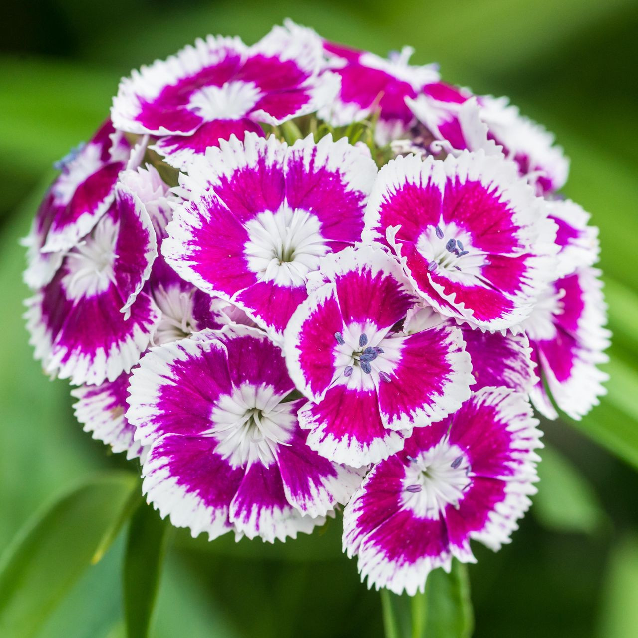 SWEET WILLIAM FLOWER SEEDS