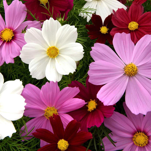 COSMOS SENSATION FLOWER SEEDS