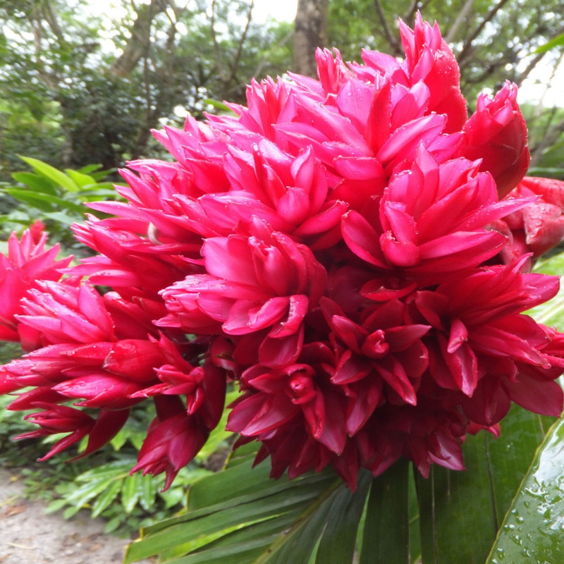 Ginger Lily/Hedyschum Red Flower Bulbs (2 Bulbs in a Pack)