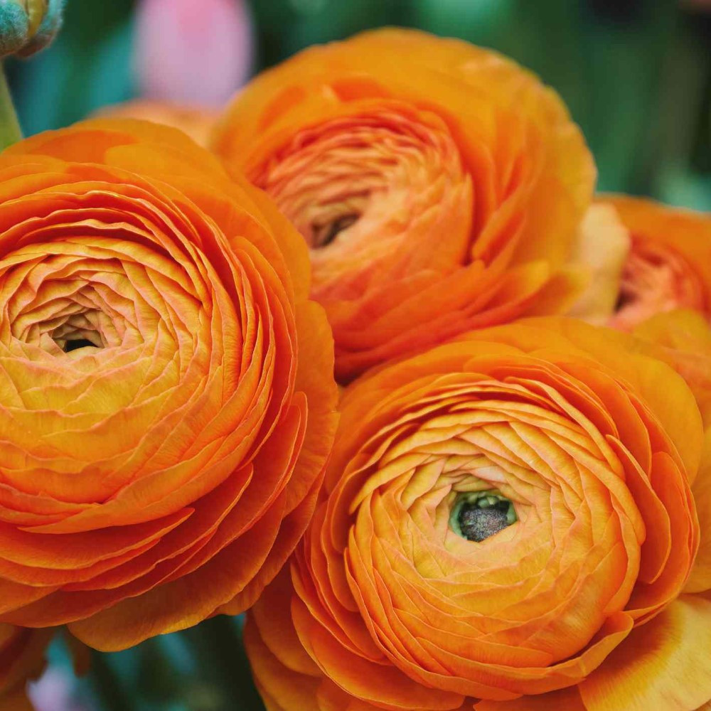 Ranunculus Orange Variety Flower Bulbs (2 Bulbs in a Pack)