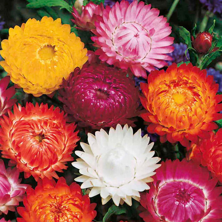 HELICHRYSUM FLOWER SEEDS