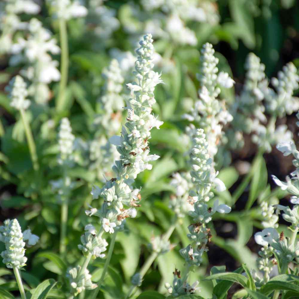 SALVIA WHITE MIST FLOWER SEEDS