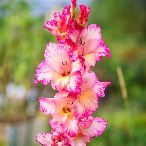 GLADIOLUS-PRISCILLA, VARIETY FLOWER BULBS (PACK OF 5 PCS)