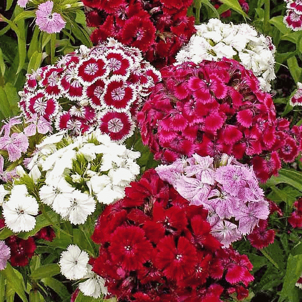 DIANTHUS FLOWER SEEDS