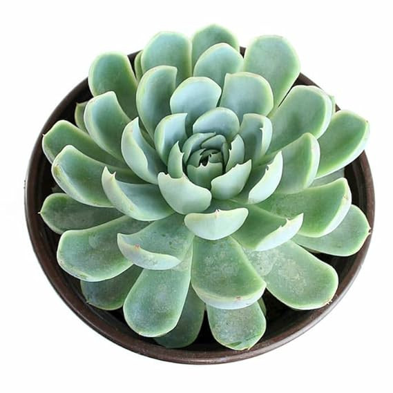 ECHEVERIA PRINCE SUCCULENT PLANT (PACK OF 1 PLANT)