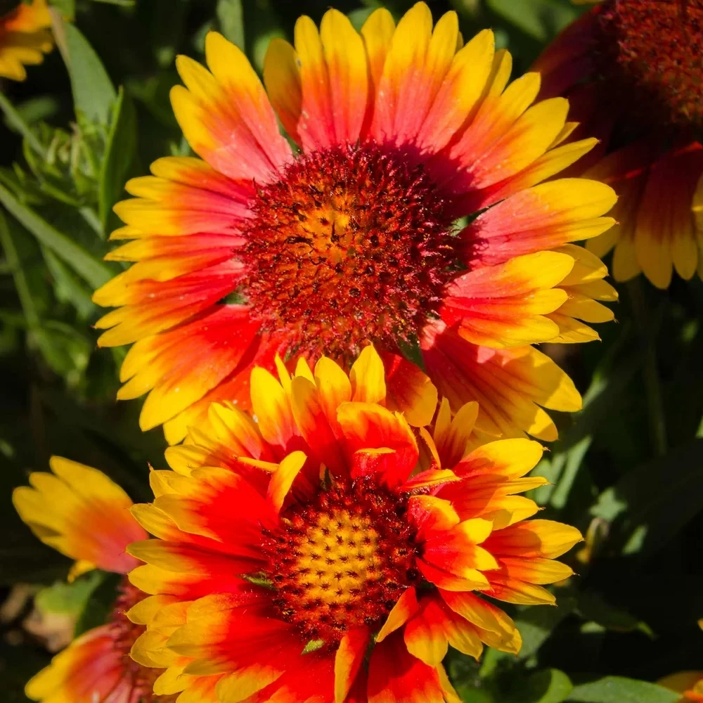 GAILLARDIA FLOWER SEEDS