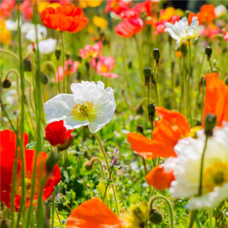 POPPY ICELAND FLOWER SEEDS