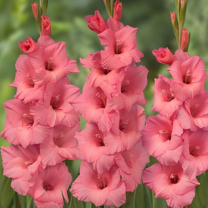 GLADIOLUS-FORTAROSA, VARIETY FLOWER BULBS (PACK OF 5 PCS)