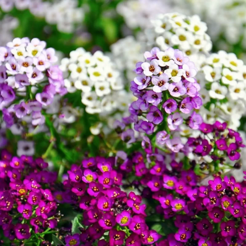 ALYSSUM FLOWER SEEDS