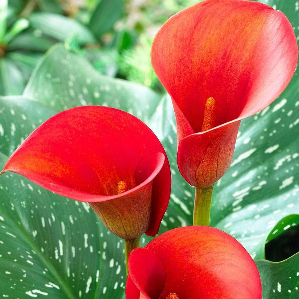 Calla Lily imported flower bulbs (pack of 1 pc)