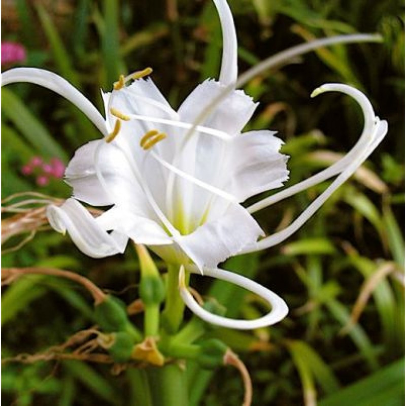 CRINIUM WHITE FLOWER BULBS (PACK OF 10 PC)