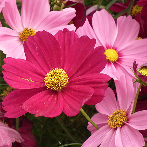 COSMOS FLOWER SEEDS