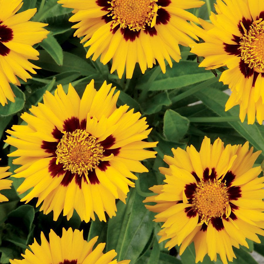 COREOPSIS FLOWER SEEDS