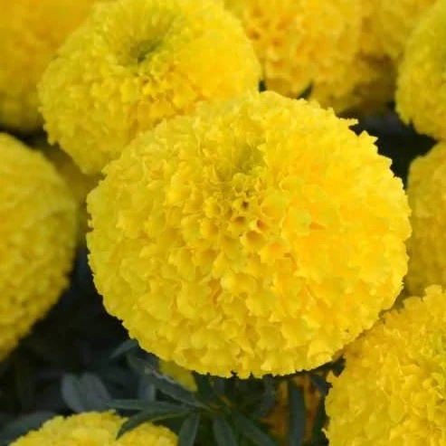 AFRICAN MARIGOLD YELLOW FLOWER SEEDS