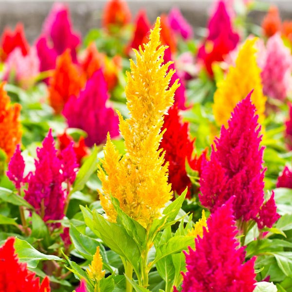 CELOSIA FLOWER SEEDS