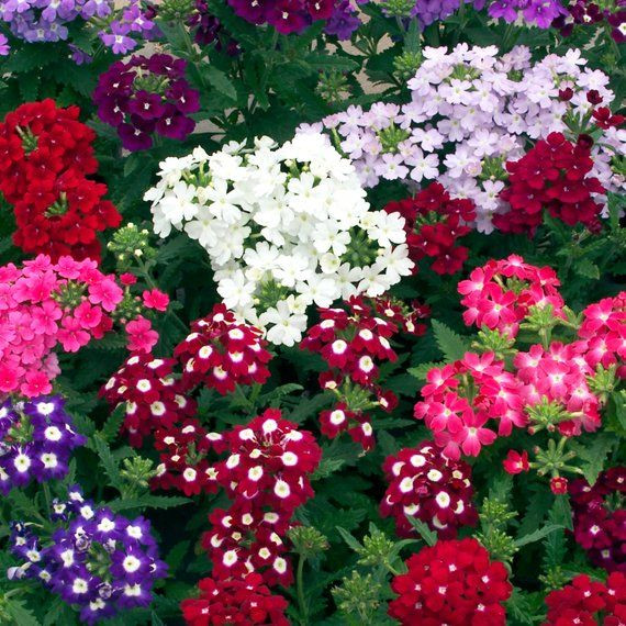 VERBENA FLORIST FLOWER SEEDS
