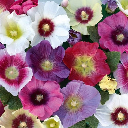 HOLLYHOCK FLOWER SEEDS