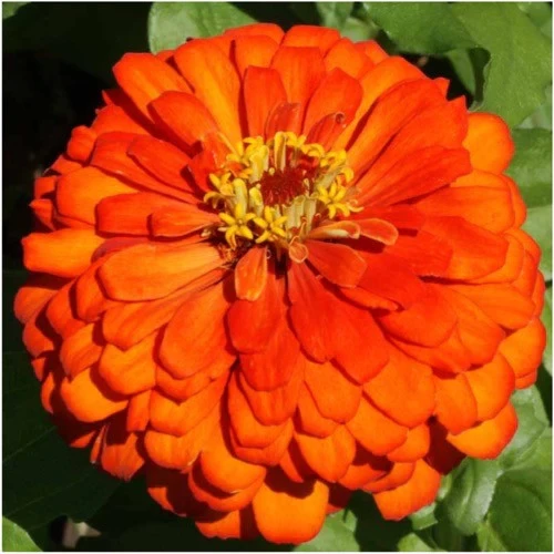 ZINNIA ORANGE KING FLOWER SEEDS
