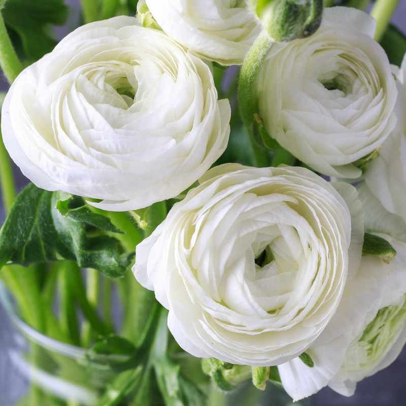 RANUNCULUS- WHITE VARITEY FLOWER BULBS (PACK OF 20 PCS)