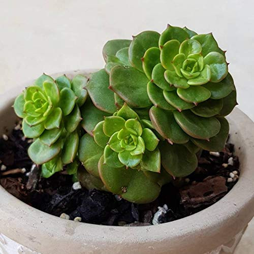 LAXMI KAMAL PLANT (PACK OF 1 PLANT)