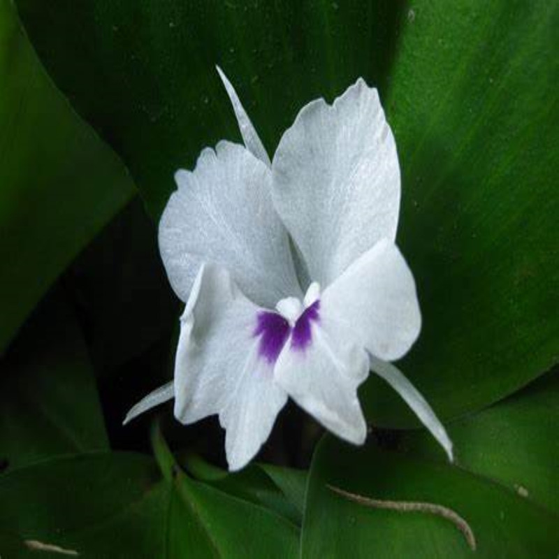 Kaempheria White Variety Flower Bulbs (2 Bulbs in a Pack)