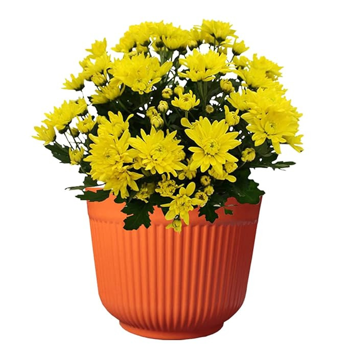 PLASTIC POT ORANGE 12 INCH (PACK OF 1 PC)