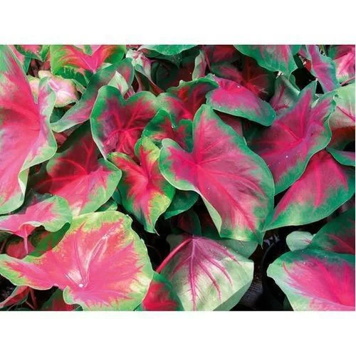 CALADIUM MIX FLOWER BULBS (PACK OF 10 PC)