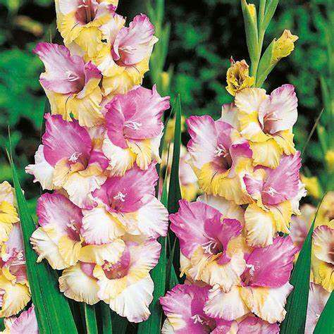 GLADIOLUS-MON AMOR, VARIETY FLOWER BULBS (PACK OF 5 PCS)