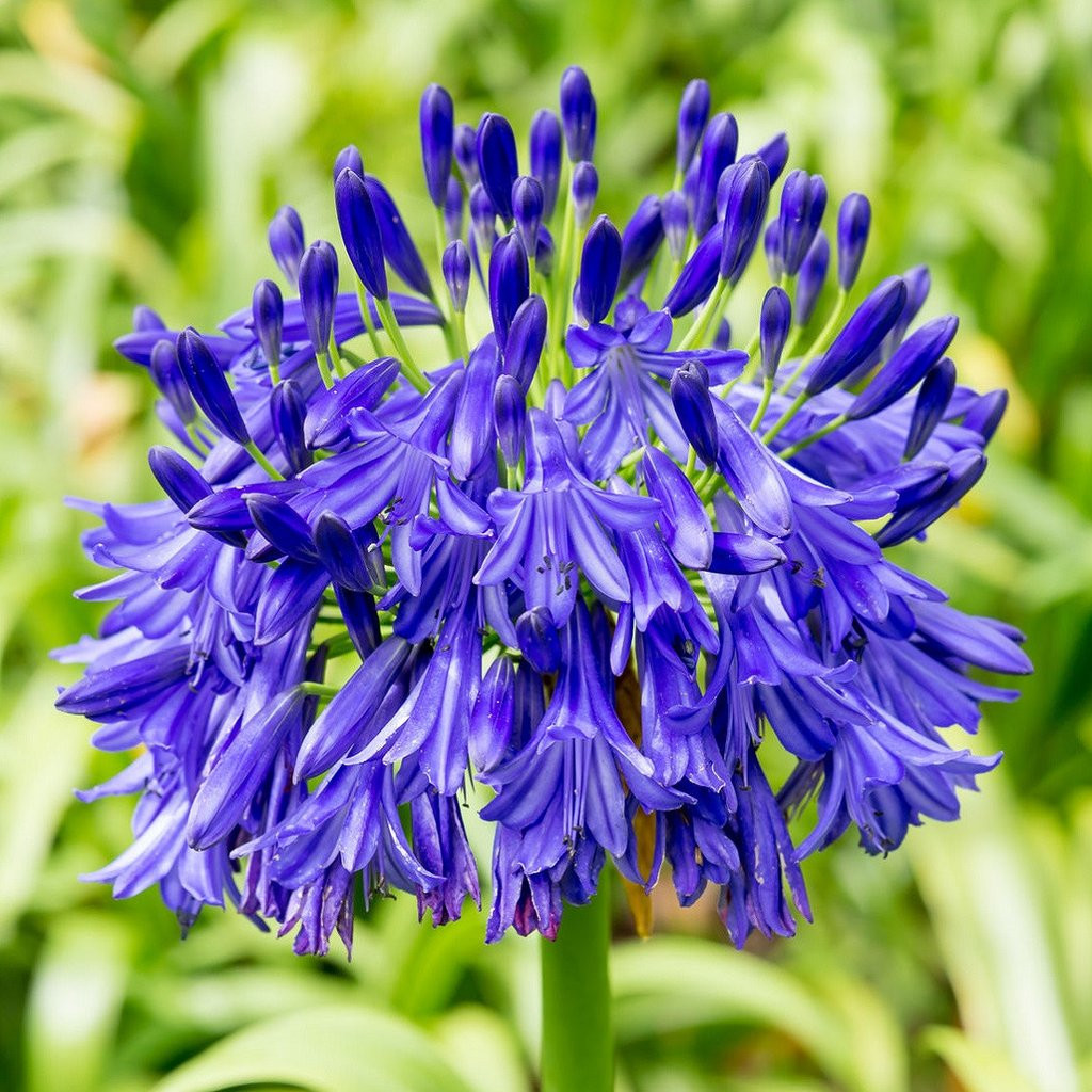 AGAPANTHUS BLUE FLOWER BULBS (PACK OF 15 PC)