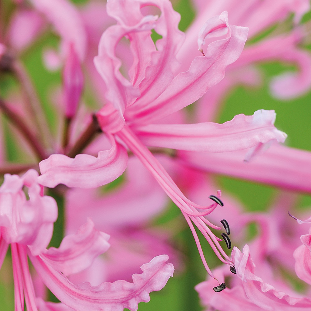 NERINE PINK FLOWER BULBS (PACK OF 10 PC)