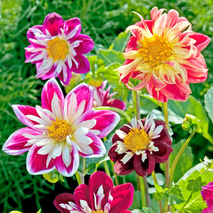 DAHILA TOP STAR FLOWER SEEDS