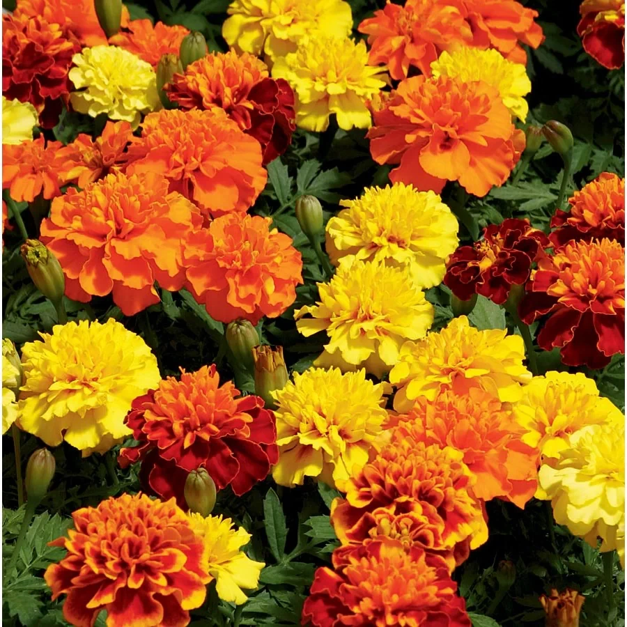 FRENCH MARIGOLD FLOWER SEEDS