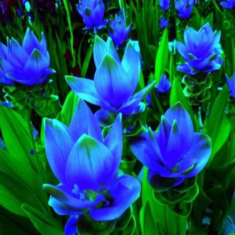 Curcuma Blue Variety Flower Bulbs (2 Bulbs in a Pack)
