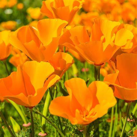POPPY CALIFORNIA FLOWER SEEDS