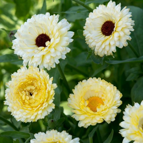 CALENDULA CREAMY WHITE FLOWER SEEDS