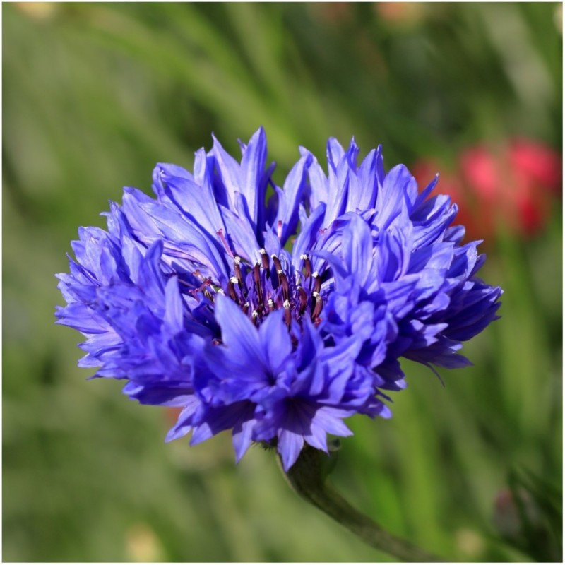 CORNFLOWER FLOWER SEEDS