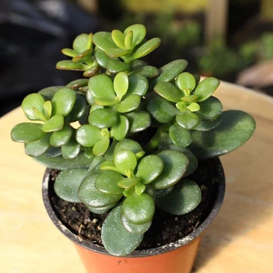 CRASSULA FINGER JADE (PACK OF 1 PLANT)