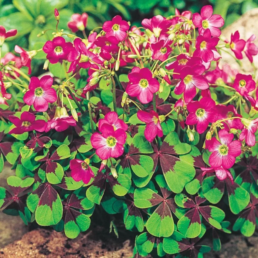 OXALIS-IRON CROSS, VARITEY FLOWER BULBS (PACK OF 5 PCS )
