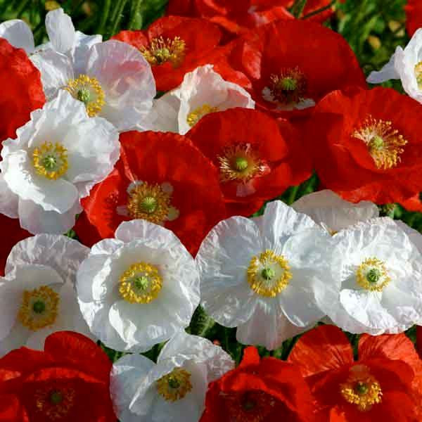 POPPY SHIRLEY FLOWER SEEDS