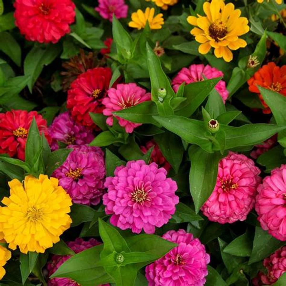 ZINNIA LILIPUT FLOWER SEEDS