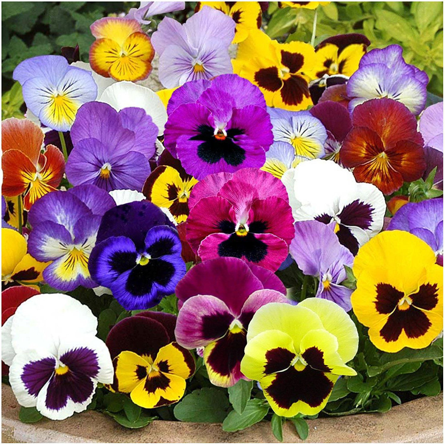 PANSY FLOWER SEEDS