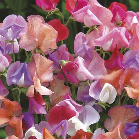 SWEET PEAS FLOWER SEEDS