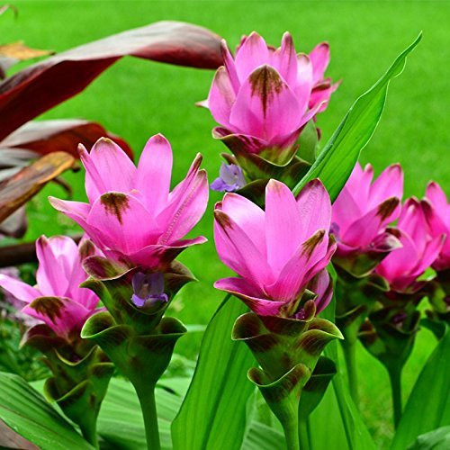 CORCUMA PINK FLOWER BULBS (PACK OF 10 PC)